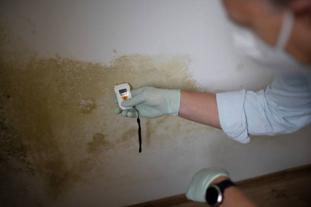 Mold Testing and Removal in Dormont, PA