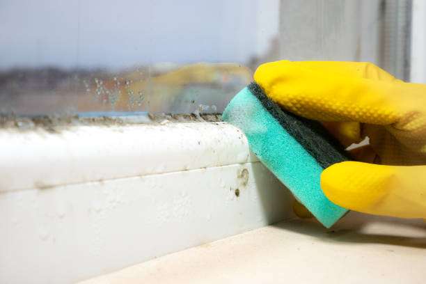 Best Mold Damage Repair  in Dormont, PA