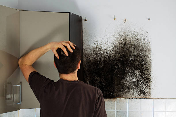 Certified Mold Removal in Dormont, PA
