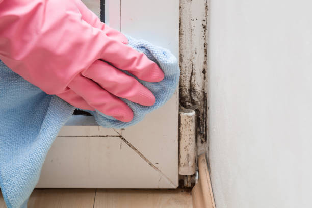 Certified Mold Removal in Dormont, PA